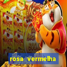 rosa vermelha (letra e cifra)